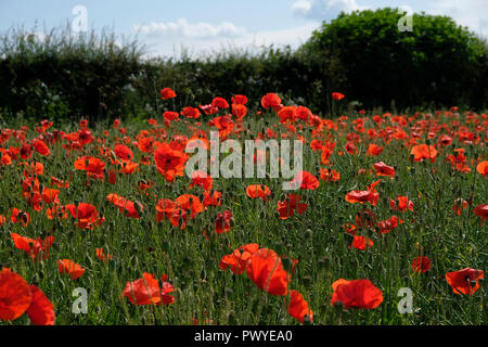 Ci sono un sacco di papaveri in un campo con hedge fila dietro Foto Stock