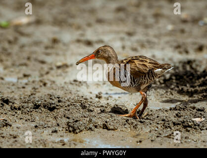 Un battaglio Rail passeggiate lungo le velme con un morso da mangiare. Foto Stock