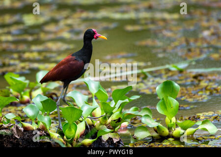 Un Wattled Jacana sorge sulla sommità delle ninfee in uno stagno. Foto Stock