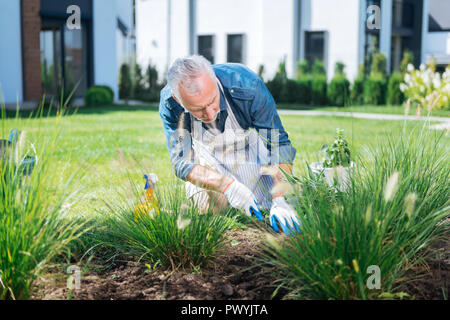 Uomo Barbuto che indossa guanti bianchi utilizzando poco zappa mentre l' estirpazione delle piante infestanti fino Foto Stock