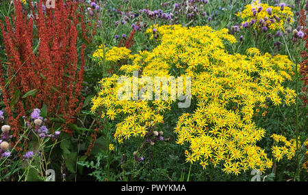 Prato estivo con la fioritura erba tossica, rosso sorrel e fiori lilla di cardi Foto Stock