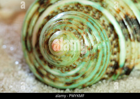 Macrofotografia di verde della shell di un turban lumaca, un marine di molluschi gasteropodi Foto Stock