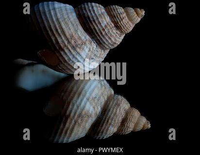 Elevato contrasto di immagine e la riflessione di una conchiglia con sfondo nero e lo spazio per il testo Foto Stock