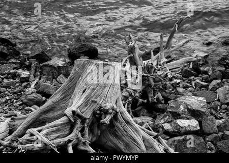 Driftwood in bianco e nero nella zona di Kananaskis Foto Stock