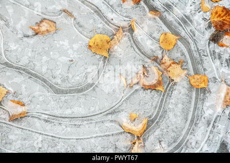Congelati pozzanghera con caduto foglie di autunno Foto Stock