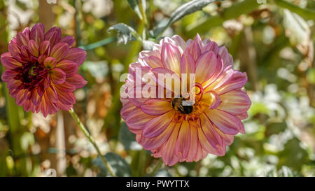 Dahlia Seniors speranza closeup 4. Foto Stock