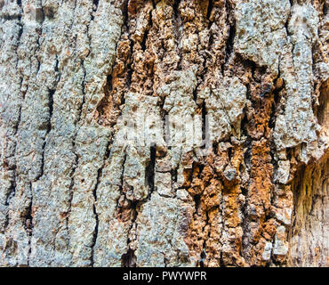 Superficie di macro, la bellezza dell'Invisibile Abstract texture e sfondi, Atene Grecia Foto Stock