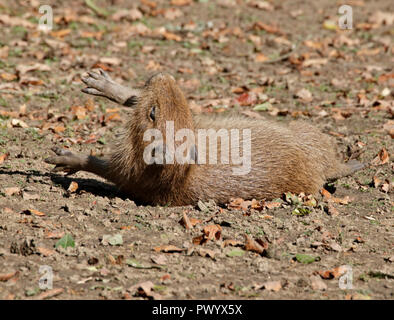 Capibara giovani (hydrochoerus hydrochaeris) Foto Stock