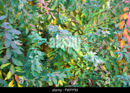 Bush rami con verde al viola, giallo e arancio foglie colorate nel parco sulla giornata autunnale Foto Stock