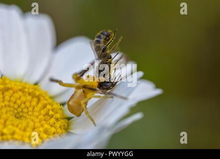 Il ragno giallo caccia e mangiare un ape su un fiore Foto Stock