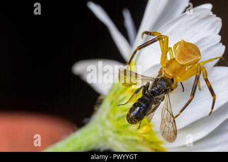 Il ragno giallo caccia e mangiare un ape su un fiore Foto Stock