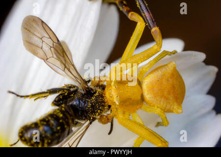 Il ragno giallo caccia e mangiare un ape su un fiore. Close up Foto Stock