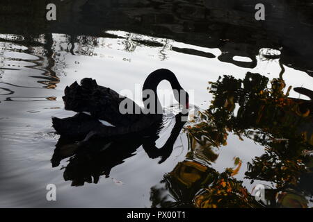 Black Swan alimentare nello stagno di sera, in autunno Foto Stock