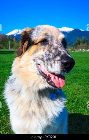 Ritratto di bianco, marrone e nero cane fuzzy seduto in erba verde e alta montagna di neve picchi a sfondo, libertà concetto di viaggio, spazio di copia Foto Stock