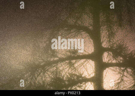 Silhouette di un Cedrus tree come visto attraverso il vetro di latte Foto Stock