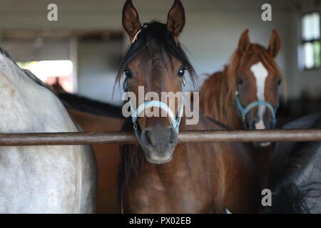 Gruppo di giovani pura bood cavalli arabi (stalloni) in stabile aperta dietro metl hirozntal pole, close up, guardare direttamente nella fotocamera con curiosità, Foto Stock