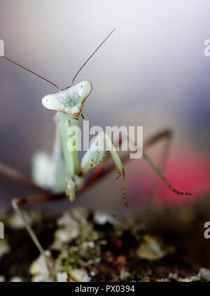 Mantide religiosa asiatica gigante Mantis Hierodula membranacea macro close up Foto Stock
