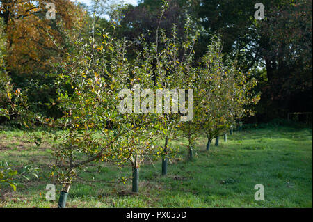 Linea di giovani alberi di Apple in campo vicino Bishopstrow, Warminster, Wiltshire, Regno Unito. Foto Stock