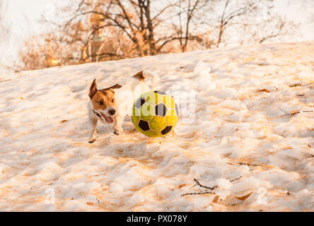 Attività invernali con il cane e il gioco del calcio (calcio) sfera in posizione di parcheggio Foto Stock