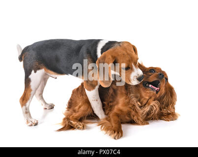 Cane beagle e Cavalier King Charles di fronte a uno sfondo bianco Foto Stock
