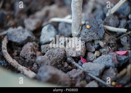 Piccole pietre di basalto, mafic estrusivo roccia ignea, anti evaporazione, risparmiare acqua Foto Stock