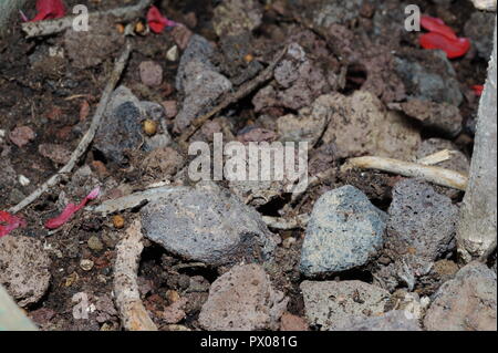 Piccole pietre di basalto, mafic estrusivo roccia ignea, anti evaporazione, risparmiare acqua Foto Stock