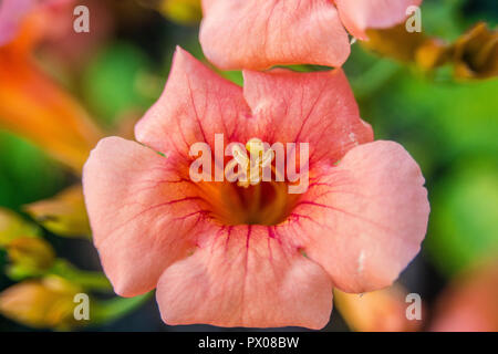 Fiori di Primavera con allegro e colori vividi in Atene il Giardino Nazionale, Grecia, sentire la bellezza di Natura Foto Stock