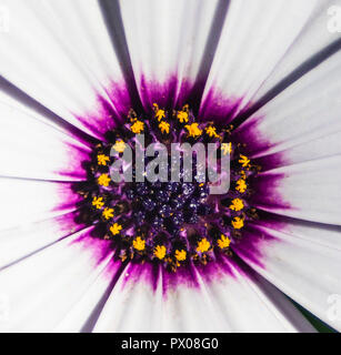 Fiori di Primavera con allegro e colori vividi in Atene il Giardino Nazionale, Grecia, sentire la bellezza di Natura Foto Stock