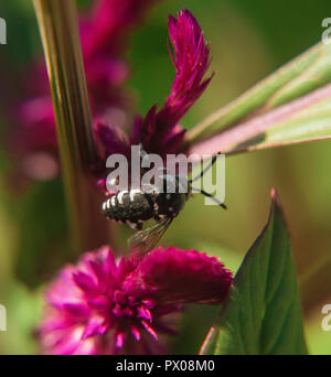 Fiori di Primavera con allegro e colori vividi in Atene il Giardino Nazionale, Grecia, sentire la bellezza di Natura Foto Stock