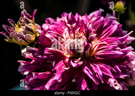 Fiori di Primavera con allegro e colori vividi in Atene il Giardino Nazionale, Grecia, sentire la bellezza di Natura Foto Stock