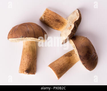 Autunno bay bolete su sfondo bianco Foto Stock