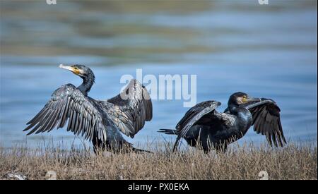 Cormorano Phalacrocorax carbo sinensis Foto Stock