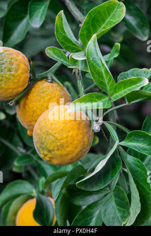 Amaro giapponese-arancione / hardy arancione / Cinese arancio amaro / trifoliate arancione (Poncirus trifoliata / Citrus trifoliata) agrumi nella struttura ad albero Foto Stock