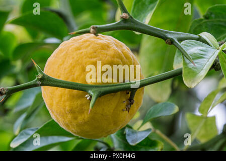 Amaro giapponese-arancione / hardy arancione / Cinese arancio amaro / trifoliate arancione (Poncirus trifoliata / Citrus trifoliata) agrumi nella struttura ad albero Foto Stock