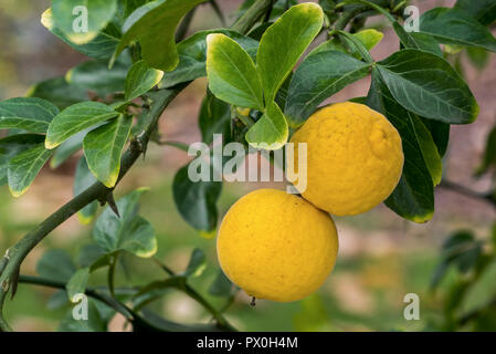 Amaro giapponese-arancione / hardy arancione / Cinese arancio amaro / trifoliate arancione (Poncirus trifoliata / Citrus trifoliata) agrumi nella struttura ad albero Foto Stock