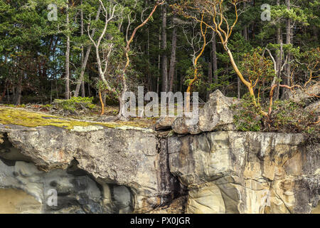 Il corbezzolo (Pacific madrone) alberi e Douglas firs crescere dal suolo sottile vicino al bordo di una scogliera erosa in British Columbia isole del golfo. Foto Stock