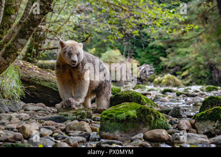 Kermode / Spirito / bianco / Ghost Bear Foto Stock