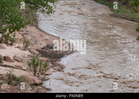 In prossimità delle banche e banchi di sabbia di fiume vergine in Utah al Parco Nazionale di Zion Foto Stock