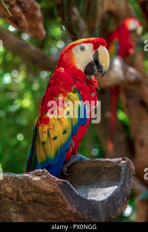 Colorato macaw bird in appoggio nella giungla. Uccelli della giungla spesso specie in via di estinzione sono protette in parchi naturali. Foto Stock