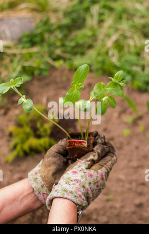 Giovane germoglio nuovo cetriolo. La preparazione per la stagione del giardino - piantare i cetrioli. Senior donna giardinaggio nel giardino sul retro.La cura per le piantine in primavera e in preparazione per il trapianto. Foto Stock