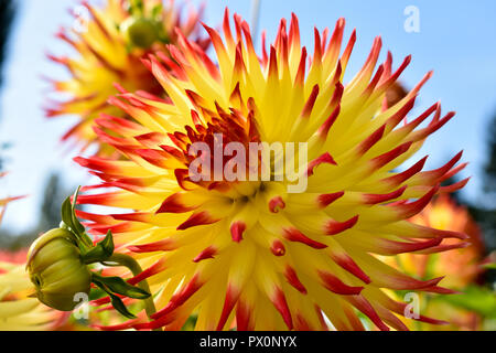 Coloratissimo Fiore Dahlia Foto Stock