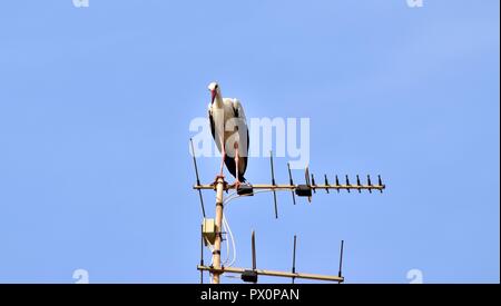 Cicogna bianca, Ciconia ciconia, migrazione oltre le isole maltesi, piano di appoggio e di bilanciamento sulla TV antenna, antenna, trasmettitore, urban bird natura Foto Stock