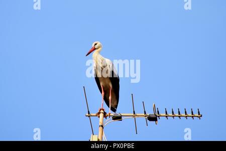 Cicogna bianca, Ciconia ciconia, migrazione oltre le isole maltesi, piano di appoggio e di bilanciamento sulla TV antenna, antenna, trasmettitore, urban bird natura Foto Stock