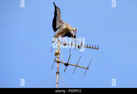 Cicogna bianca, Ciconia ciconia, migrazione oltre le isole maltesi, piano di appoggio e di bilanciamento sulla TV antenna, antenna, trasmettitore, urban bird natura Foto Stock