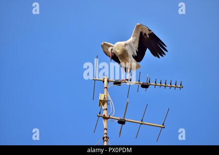Cicogna bianca, Ciconia ciconia, migrazione oltre le isole maltesi, piano di appoggio e di bilanciamento sulla TV antenna, antenna, trasmettitore, urban bird natura Foto Stock