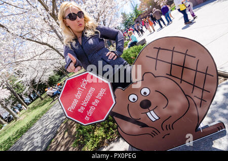 WASHINGTON, DC - 10 Aprile 2014: due femmine pongono da palette il Beaver per ricordare i turisti di non scegliere i fiori ciliegio o arrampicarsi sugli alberi. Foto Stock