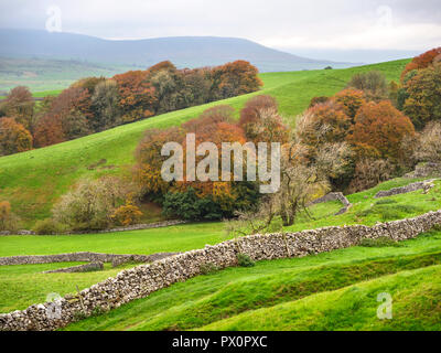 In autunno gli alberi da del The Pennine Way vicino a Horton in Ribblesdale Yorkshire Dales Inghilterra Foto Stock
