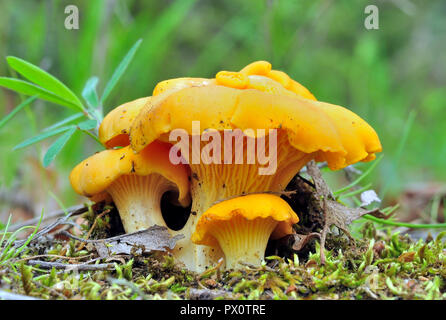 Tre Cantharellus cibarius sotto la quercia(girole chanterelle golden cantharelle,commestibile fungo,,funghi) Foto Stock