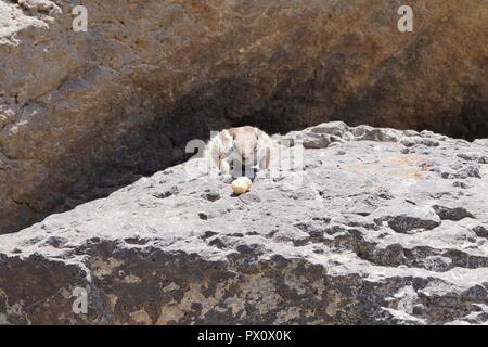 Barberia Scoiattolo di terra - Atlantoxerus getulus Foto Stock