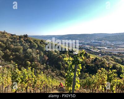 Vigneti nella regione di Stoccarda Foto Stock